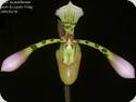 Paph. philippinense x haynaldianum